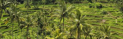 Rice Terraces - Bali (PBH4 00 16580)
